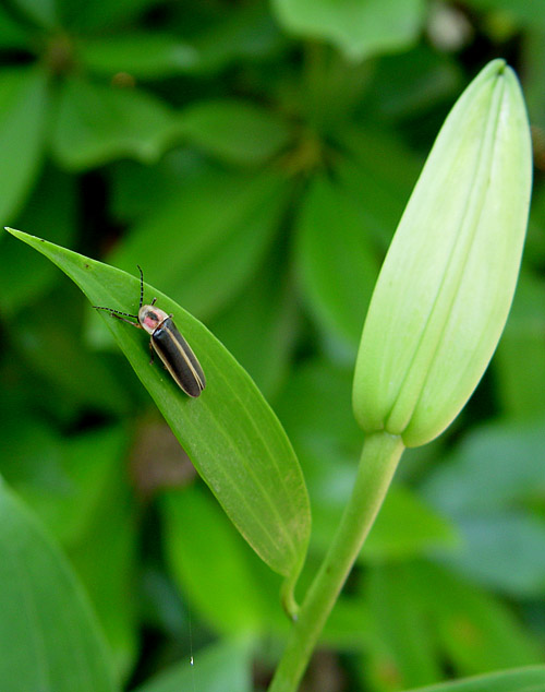 Lightning Bug