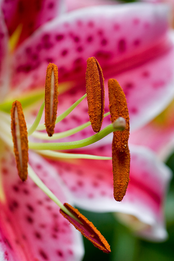 Stamens