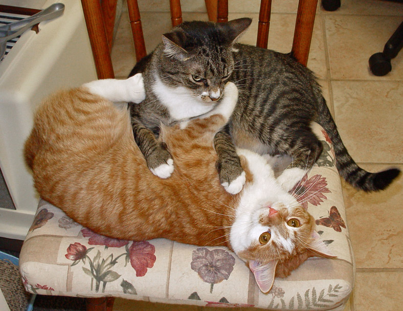 Morning Wrestle