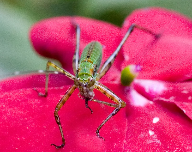 _MG_6908 Eating Katydid Nymph