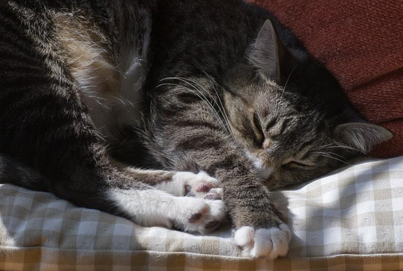 Catching some Zs