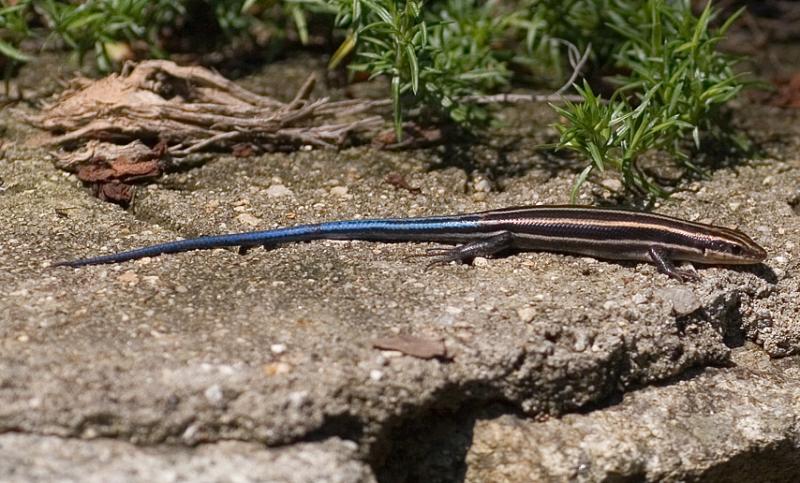 BlueTailedSkink.jpg