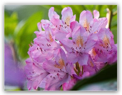 Soft Colored Rhododendron
