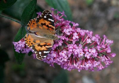 First Butterfly on New Bush