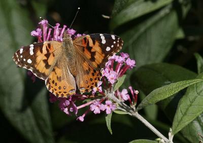 American Painted Lady