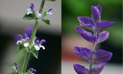 Salvia Horminum