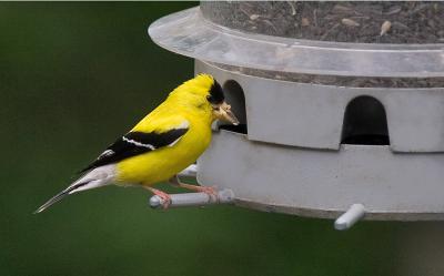 My bird feeder is filthy!