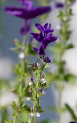 Bee Visiting Salvia