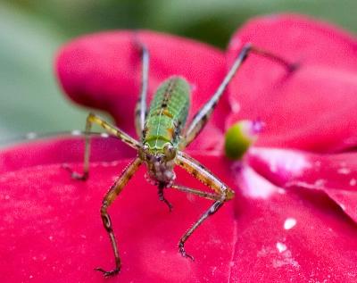 _MG_6908 Eating Katydid Nymph