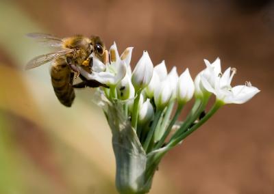 Bee On Garlic Chives