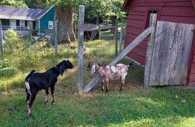 Descendents of Paula Sandburg's goats