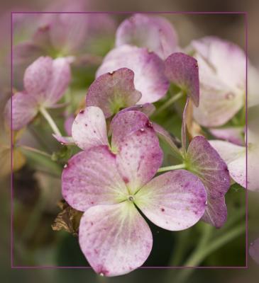 IMG_8052Hydrangea