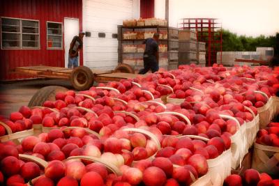 Cooley s Peach Farm