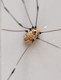 Daddy Long Legs or Cellar Spider?