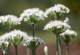 Garlic Chives