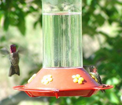 Anna's & Broad-tailed Hummingbirds