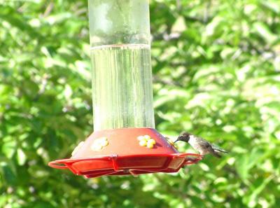 Black-chinned Hummingbird