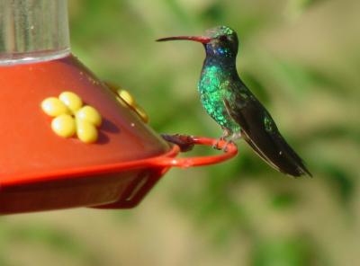 Broad-billed Hummingbird