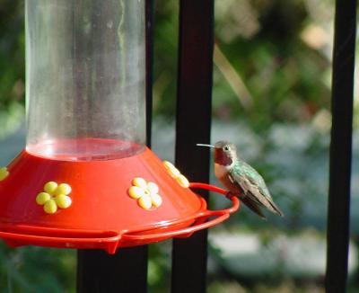 Broad-tailed Hummingbird