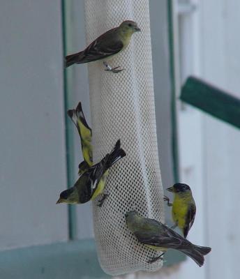 v3/92/16792/3/44271364.goldfinch.jpg