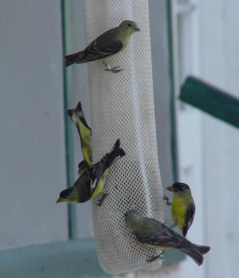 Lesser goldfinch