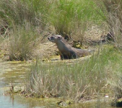 v3/92/16792/3/44292513.otter.jpg