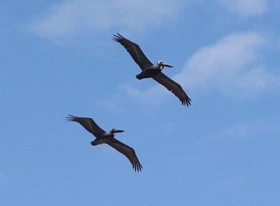 v3/92/16792/3/44292516.pelicans.jpg