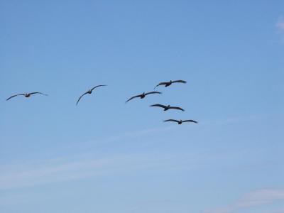 v3/92/16792/3/44292517.pelicans2.jpg