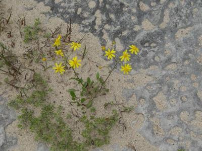 Balsam ragwort