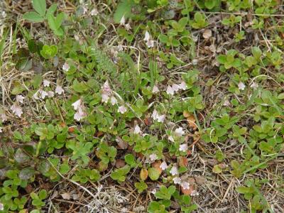 Bearberry.