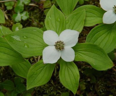 Bunchberry