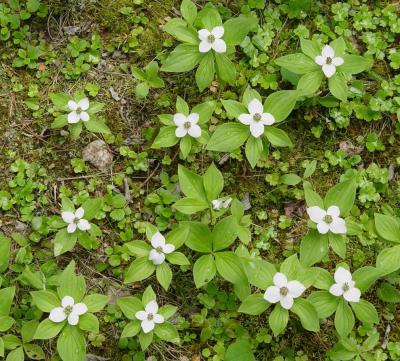 Bunchberry