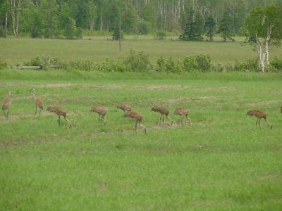 Sandhill Cranes