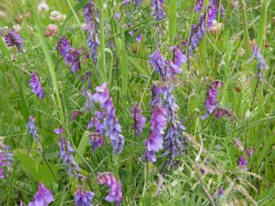 Cow vetch