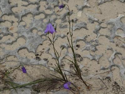 Harebell