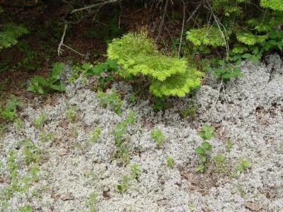 folliose lichen