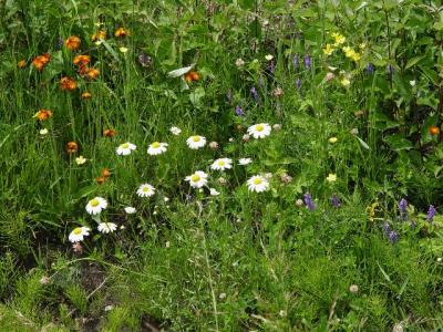 Roadside garden