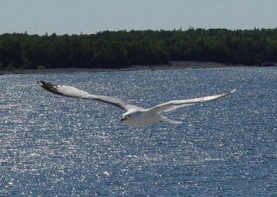 Ring-billed Gull