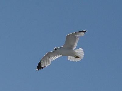 Ring-billed Gull