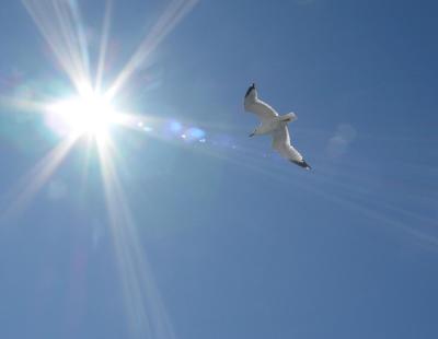 Ring-billed Gull