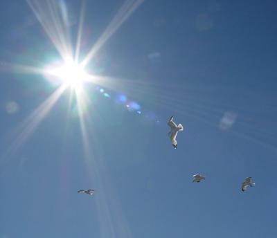 Ring-billed Gull