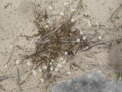 Mountain sandwort