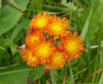 Orange hawkweed