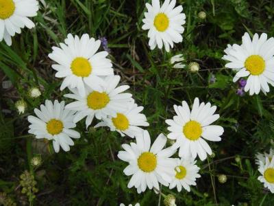Oxeye daisy