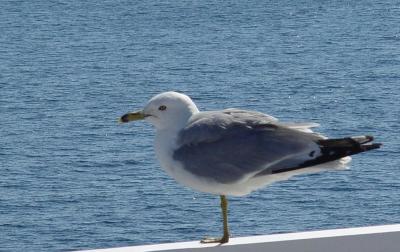 Ring-billed Gull