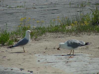 Ring-billed Gull