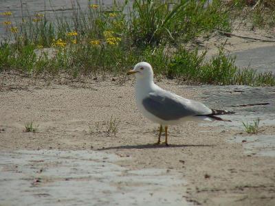 Ring-billed Gull