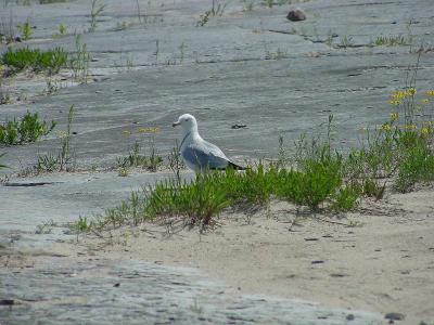 Ring-billed Gull