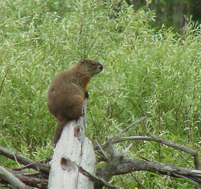 Woodchuck