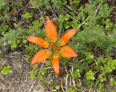 Wood lily